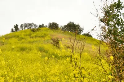 DSC_6273 (Large).JPG